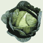 cabbage