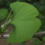 ginkgo