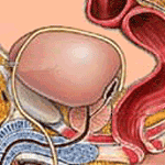prostate