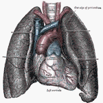 pulmonary